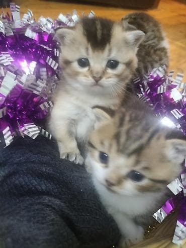 quba heyvanlar: Şotland yastı qulaq — 4