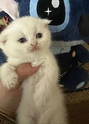 Şotland yastı qulaq — 1