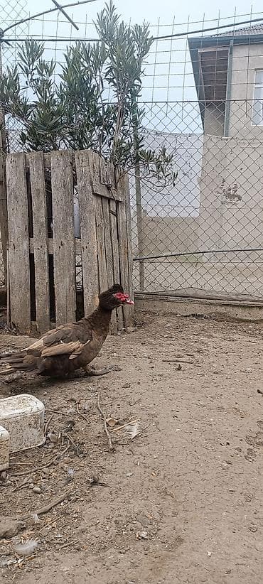 Akvariumlar: Satılır: Muskovi ördəklər (indo-ördəklər) - Rənglər: şokolad-qəhvəyi — 3