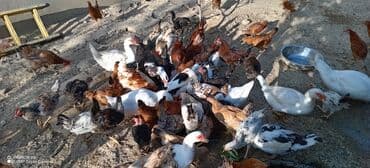 hinduşka əti: Heyetde yetişdirilmiş müxtəlif cins toyuqlar və ördəklər təklif — 3