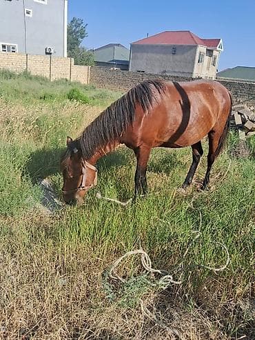 Erkək, Qarabag, il: 4, Ünvandan götürmə
