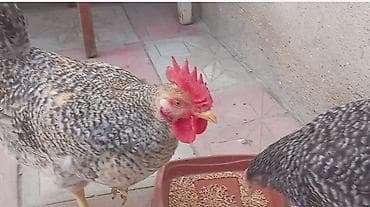 Balıqlar: Salam arginal xarkov du öz he yetimin heyvandi tam sağlamdi isteyen — 2