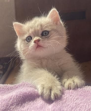 pişik siyam: Britan, Dişi — 2