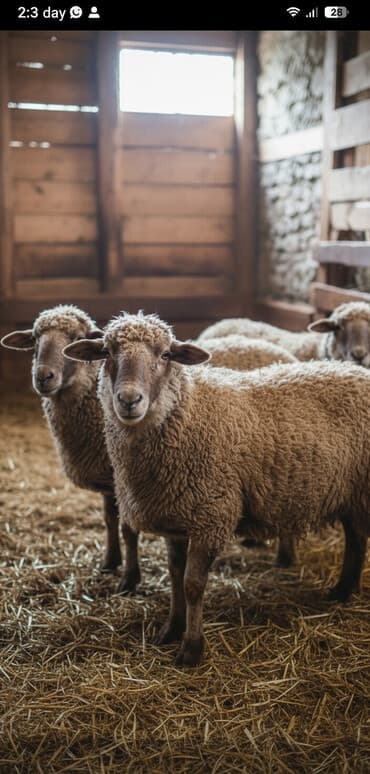 qoyun sortları: Satılır: qoyunlar - Növ: ev qoyunu (qarabaş, qəhvəyi-yunlu) - Say — 1