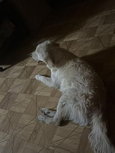buğa heyvan: Retriever, 7 ay, Erkek, Peyvəndli — 2