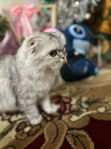 qax heyvan: Шотландская — 10