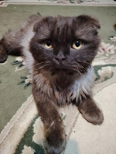 Pişiklər: Şotland, Erkək — 1