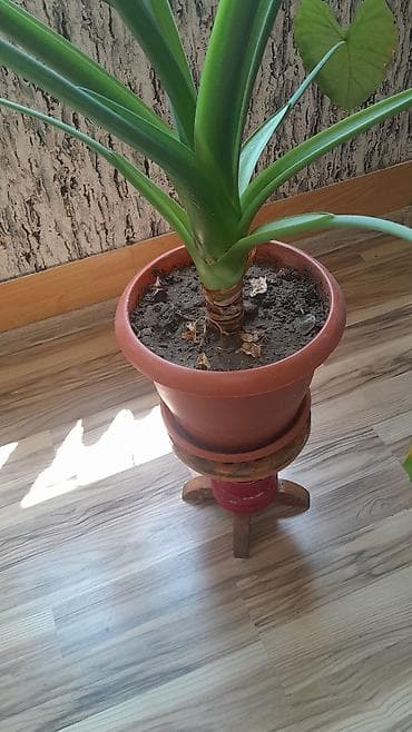 monstera gulu: Alokaziya (Alocasia) otaq bitkisi – iri, ürəkvari-oxvari yaşıl — 4