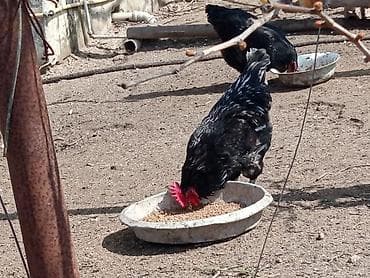 Xoruz, il: 1, Ünvandan götürmə lalafo.az -da Xoruz, il: 1, Ünvandan götürmə