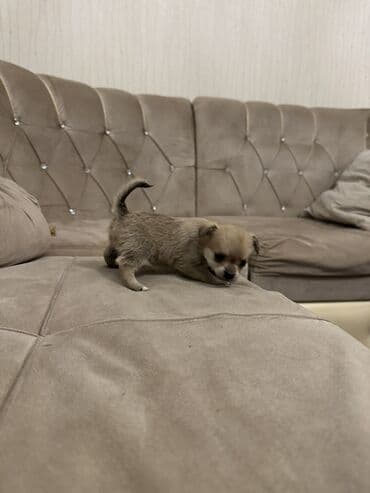 Собаки: Чихуахуа — 3