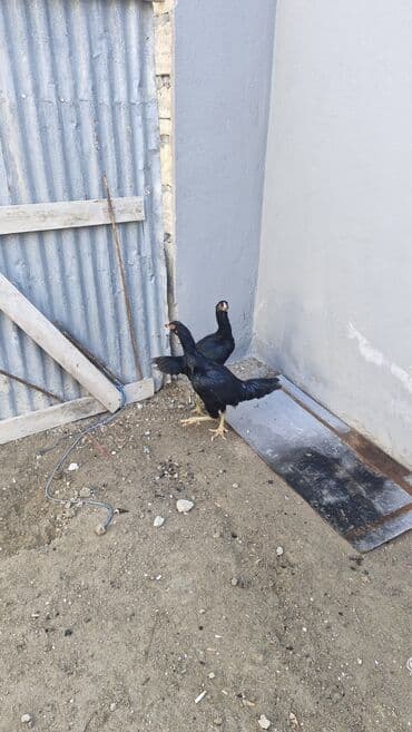 kənd toyuqları: Toyuq, Damazlıq — 7