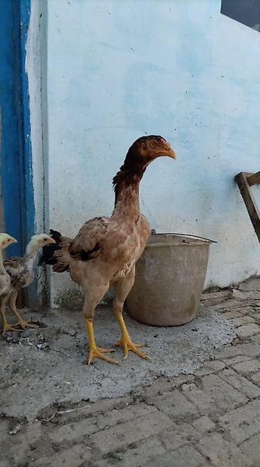 ucuz göyərçin: Heyratı yumurtası satılır.Ariginal,təmiz qan heyvanlardı — 9