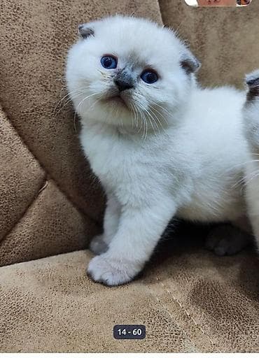 keci seki: Şotland yastı qulaq — 4