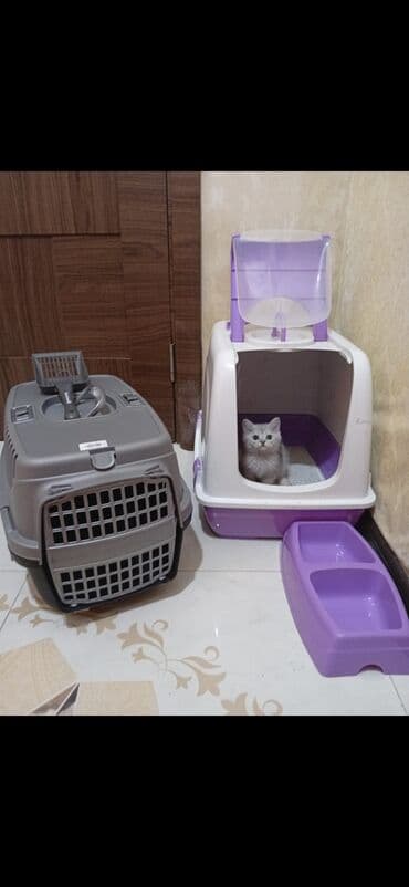 pişik sumkası: 50 ile 250 arasi cins saf qan pisiklerimiz var( Silver sinsila temiz — 30