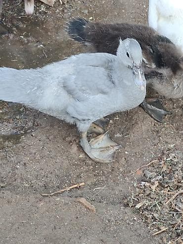 bala xaski: Salam temiz qan Lavanda ballari 1 ay 15 gunlukdurler 10 edetdi — 6