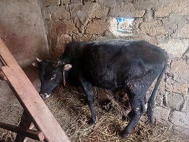 Quzu: 3 dene super erkey danlar — 2