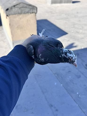 göyercin: Qara Əbrəş erkək Dünən yarım havadan tutmuşam Paylaşdığım quşlar — 2