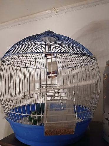 cuce yemi: Dairəvi quş qəfəsi genisdi 3 4 qus rahat qala biler.Metroya pulsuz — 1