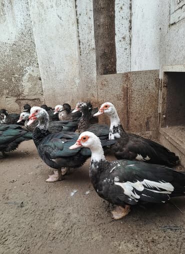 Muscovy (indoduk) ördəkləri – qarışıq rənglərdə sürü - Rənglər