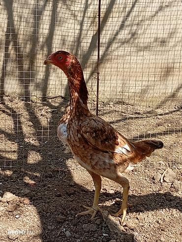 reks dovşan: Heyratı yumurtası satılır.Ariginal,təmiz qan heyvanlardı — 7