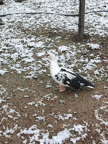 Зоотовары: Muscovy ördəkləri (indi və yerli təsərrüfatdan) - Cins: Muscovy (indi — 2