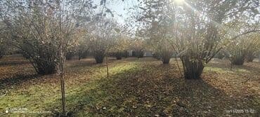 saray qəsəbəsi: 10 sot, Tikinti, Barter mümkündür, Kupça (Çıxarış) — 5