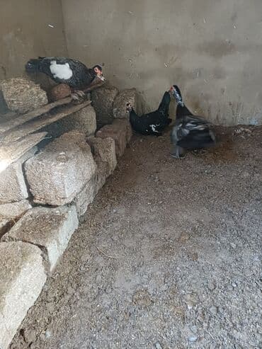 ağ ördək: Erkək, | Macar, Damazlıq, Ünvandan götürmə — 3