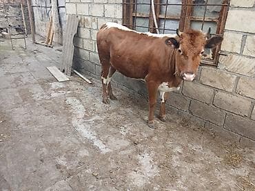 козы: Самка, лет: 1, Для разведения, Для мяса, Самовывоз — 3