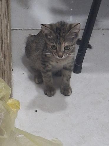 Tabbi