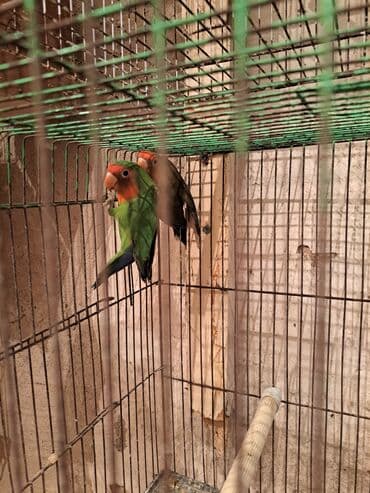 Fisher ( ayrılmazlar ) 2 ədəd