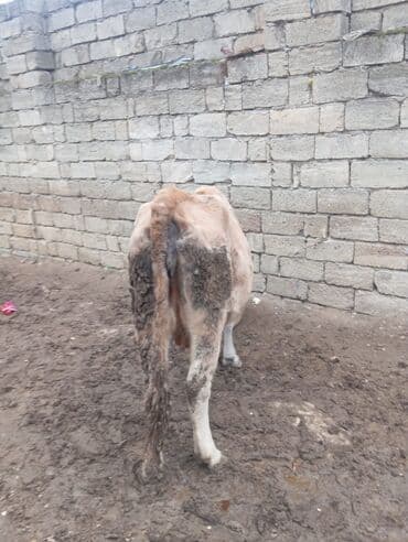 berde mal bazari: Inek satilir tecili basqa inekde var ana bala — 4