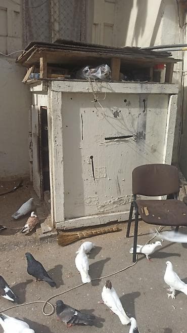 ucuz goyərcin: Ev göyərçinləri – müxtəlif rəng və naxışlarda - Növ: evdə bəslənən — 7