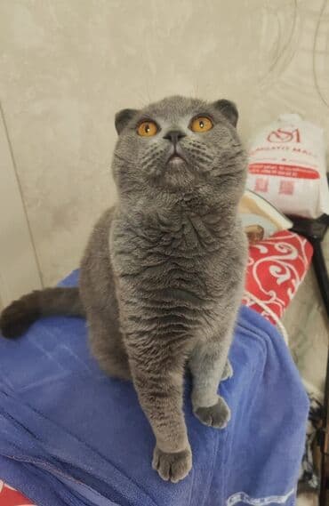 britan pişikləri: Şotland, Erkək, Yaxşı əllərə, Ünvandan götürmə — 2