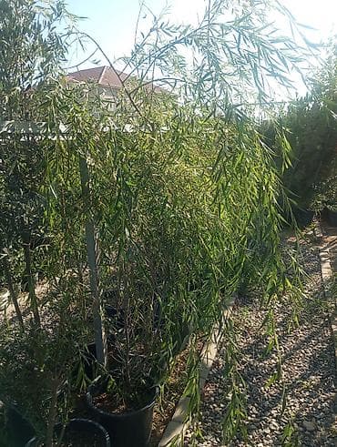 çöl bitkiləri: Bağ-bitki uşaq bağçası üçün müxtəlif dekorativ bitkilər və ağaclar — 9