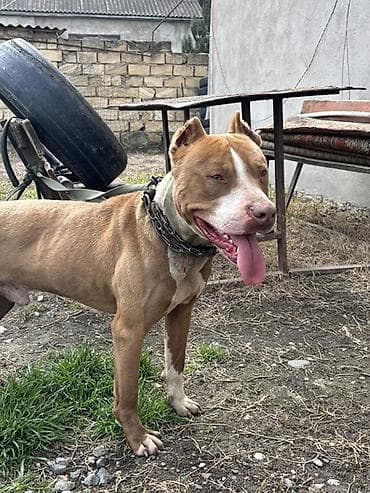 Pitbul, 1 il, Erkek lalafo.az -da Pitbul, 1 il, Erkek