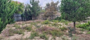 xacmazda findiq bagi satilir: Kupça (Çıxarış) — 6