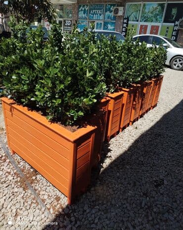 taxta dibçək: Restoranlar üçün dibçək qiymətlər fərqlidir Qiymət şərti qiymətdir — 8