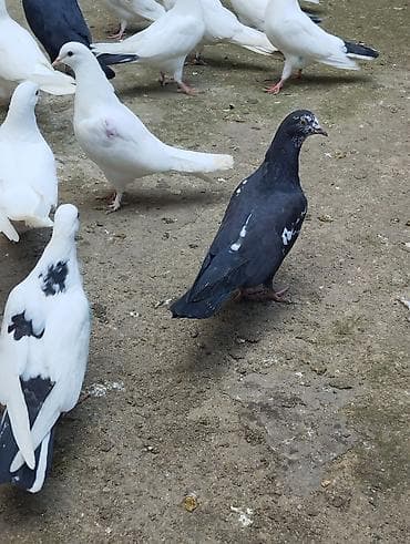 goyərcin satılır: Satilir qusdar 2si baladi ucurtmali qalanlari yeke ucan qusdardi — 10