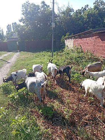 cucə və xoruz: Salam cəmi 15 baş heyvandır.8 ana 7 bala . analar 1.2.3 cü — 4