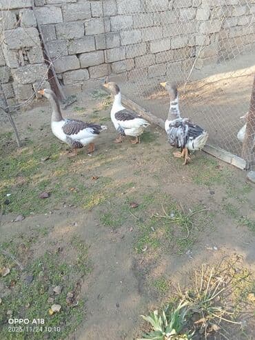 Atlar: Qazlar satılır – iri cüssəli, səssizcə otlaqlarda gəzən boz‑ağ rəngli — 1