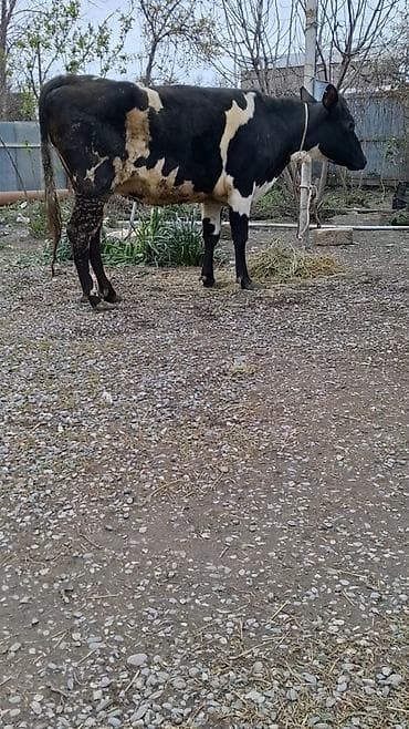 mal qoyun: Dişi, Simental, il: 5, Südlük, Ünvandan götürmə — 4