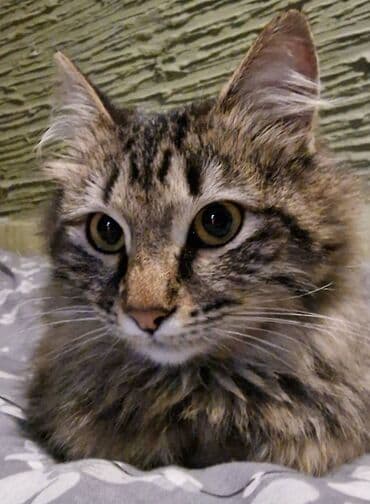 şotlant pisiyi: Sibir, Dişi, Yaxşı əllərə — 4