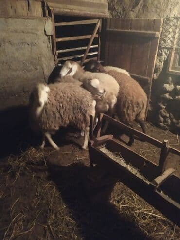 qoyun quyruğu: Razılaşma yolu ilə — 1