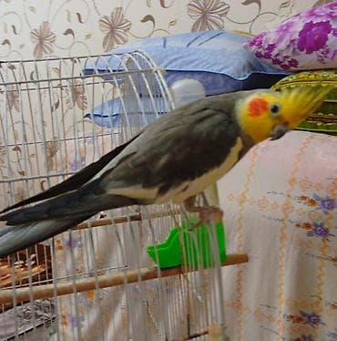 tutuquş: Erkey. Nimfa– boz-ağ lələklər, sarı toqqa və yanaqlarda narıncı — 1