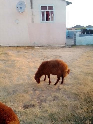 eşşəklər: 1 qarın doğub şişək satılır istəyən olsa yazsın videosunu atım baxın — 5