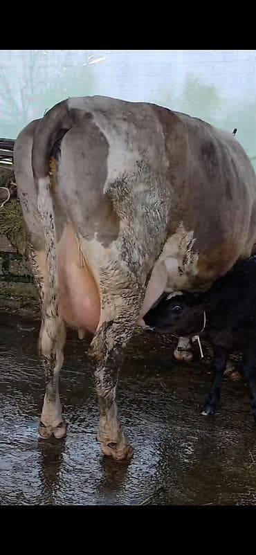 itlerin satisi ve qiymetleri: Südlük inək və bala -cins sives süd verimi 21 lt qarantia verirem — 4