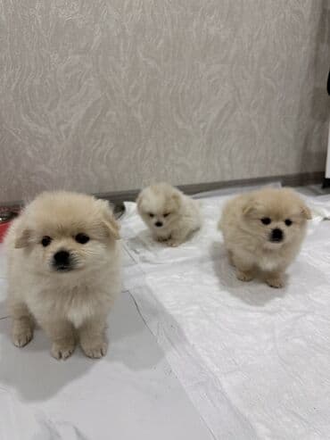 померанский шпиц цена: Шпиц, 1 месяц, Самец — 6