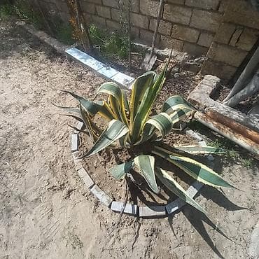 çöl bitkiləri: Aqava americana “Variegata” – dekorativ sukulent - Növ: Agave — 4
