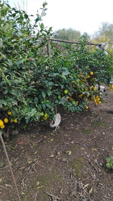 tikanlı bitkilər: Super limon irili xirdalı bir yerdən 0.20qəp — 6