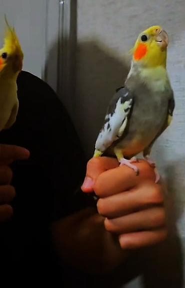 tük tökən spreylər: Dansir 5 6 soz deyir isdeynem elaqe saxlaya bilier catrilma var — 1